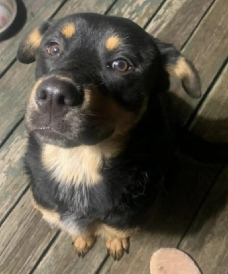 A young medium-sized male Black Labrador Retriever dog named Carson Hold for adoption in Canton, OH