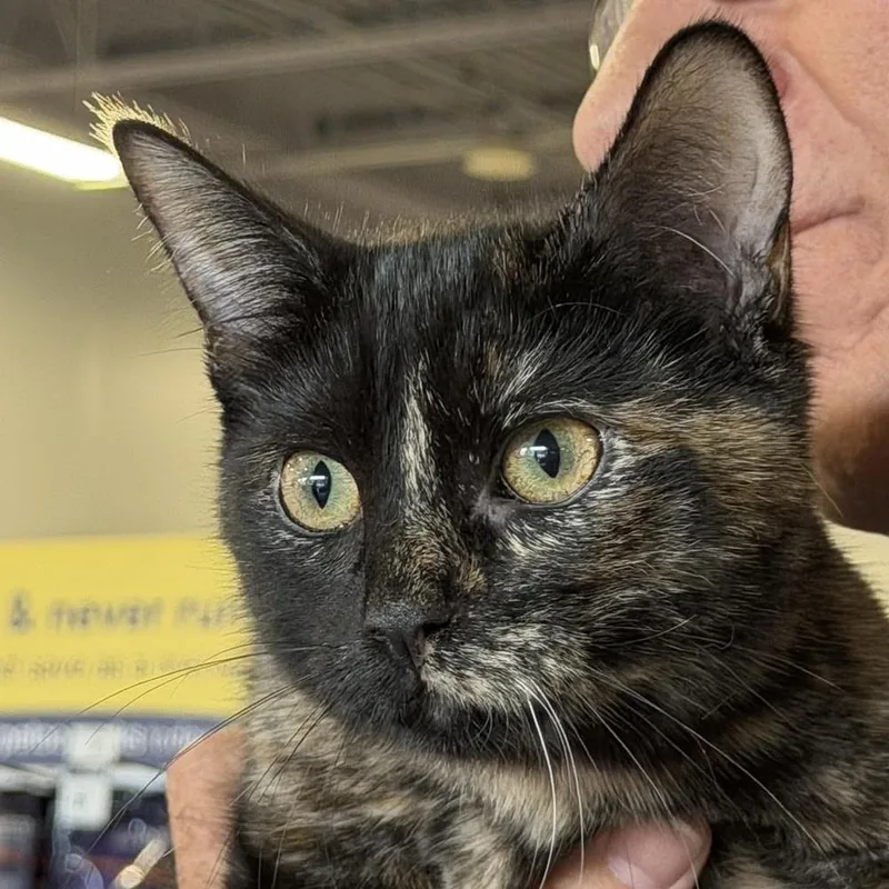 A baby small-sized female Domestic Short Hair cat named Aurora for adoption in Chicago, IL