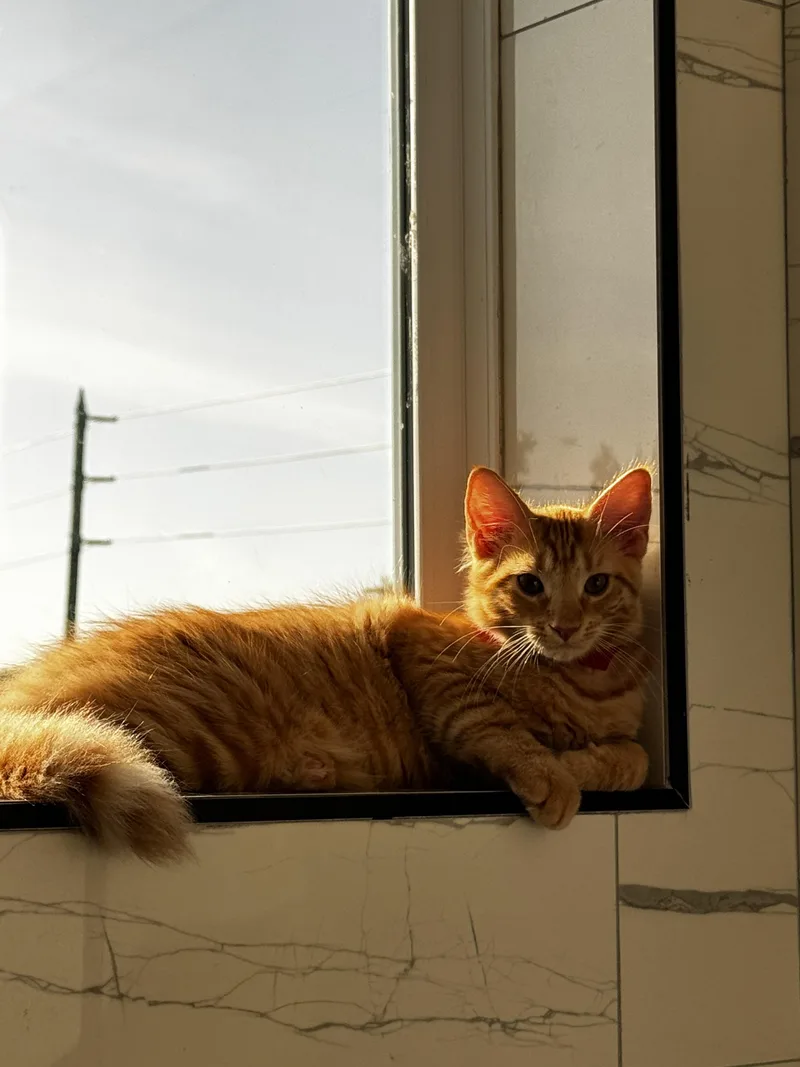 A baby small-sized male Domestic Medium Hair cat named Legolas for adoption in St Petersburg, FL