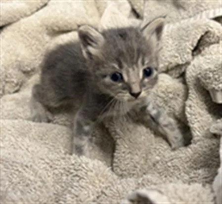 A baby small-sized male Domestic Short Hair cat named Josh for adoption in Rosenberg, TX