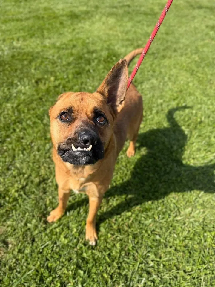 An adult large-sized female Yellow / Tan / Blond / Fawn Shepherd dog named Fearless for adoption in Wooster, OH
