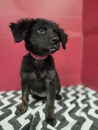 A baby large-sized male Labrador Retriever dog named Rocksteady for adoption in Houston, TX