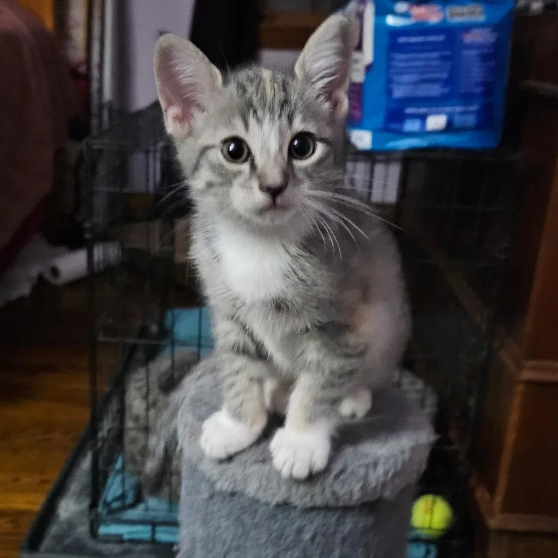 A baby medium-sized female Dilute Calico Domestic Short Hair cat named Ann Wilson for adoption in Cranford, NJ