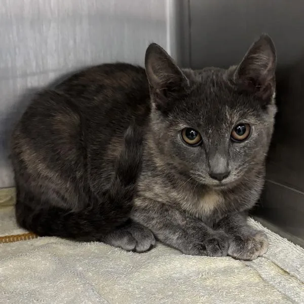 A young medium-sized female Domestic Short Hair cat named Aisha for adoption in Silverdale, WA