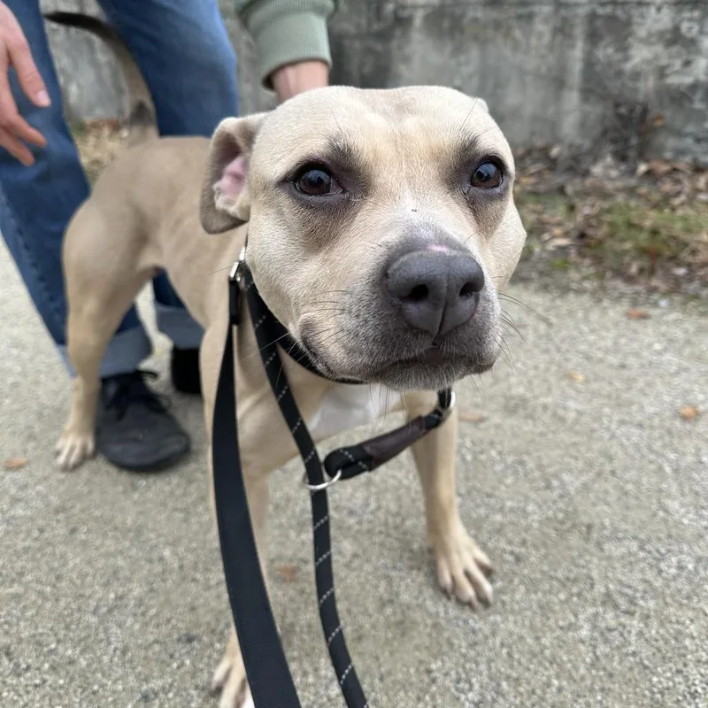 Palomino thumbnail 2