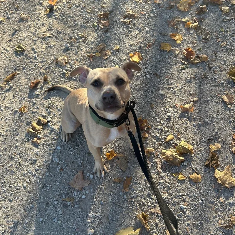 Palomino thumbnail 3