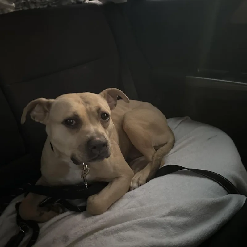 Palomino thumbnail 4