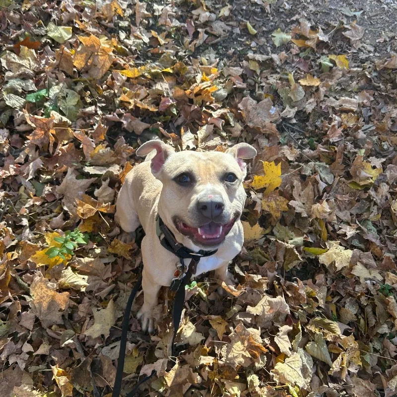 Palomino thumbnail 5