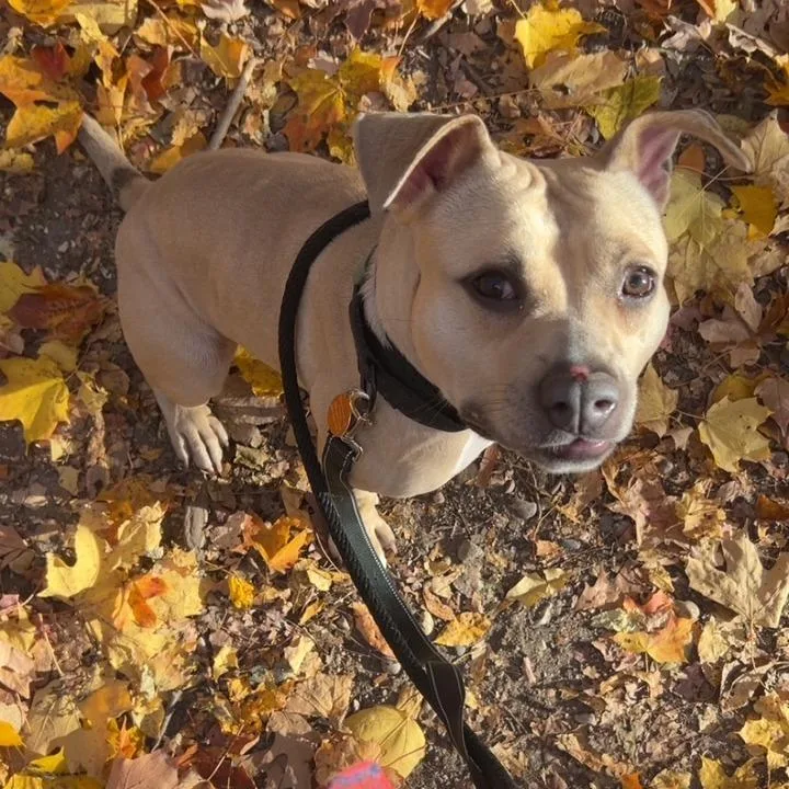 Palomino thumbnail 6