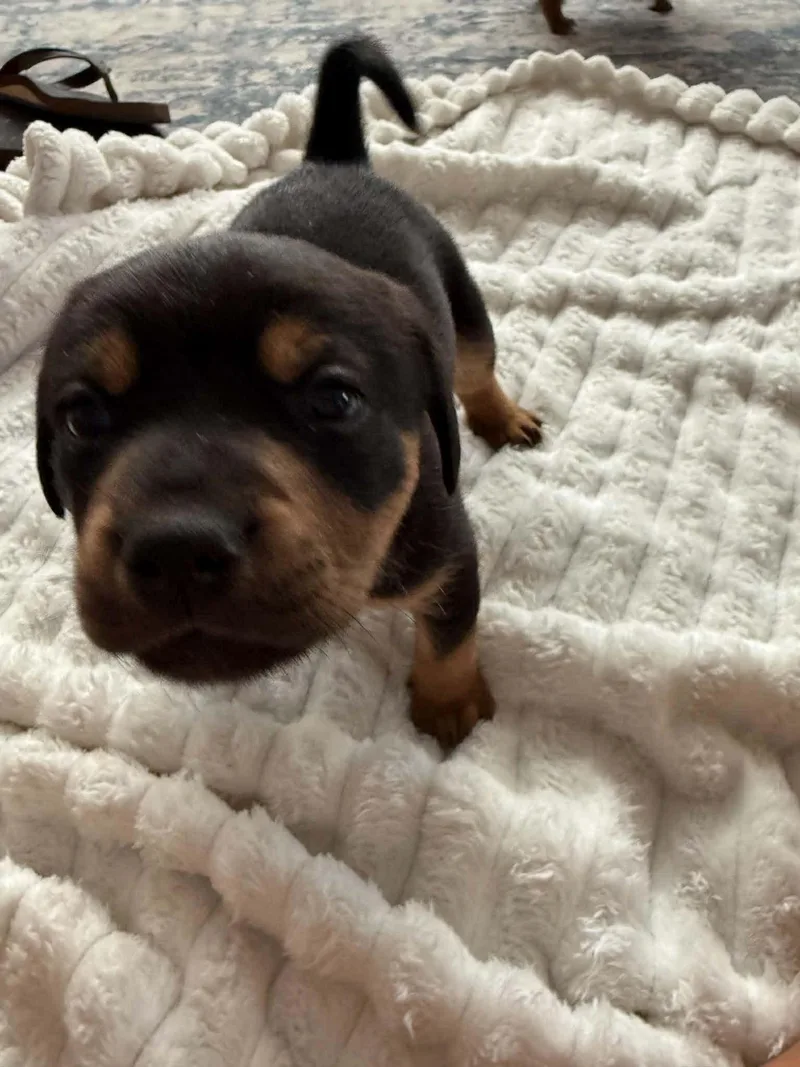 A baby large-sized male Shepherd dog named Jack for adoption in Holly Springs, NC