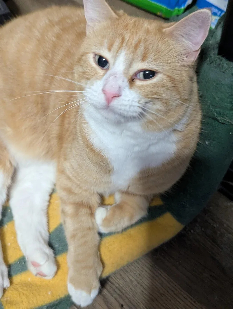 An adult medium-sized female Orange & White Domestic Short Hair cat named Ana for adoption in Waterloo, IA