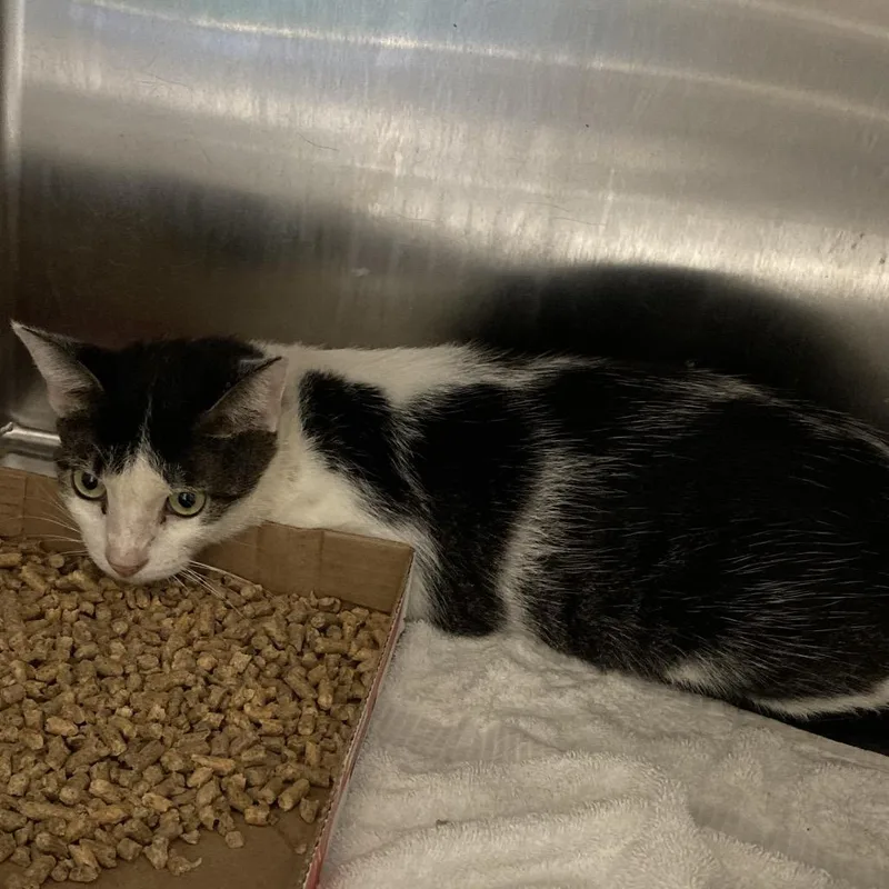 An adult small-sized female Brown / Chocolate Domestic Short Hair cat named Shell for adoption in Blue Ridge, GA