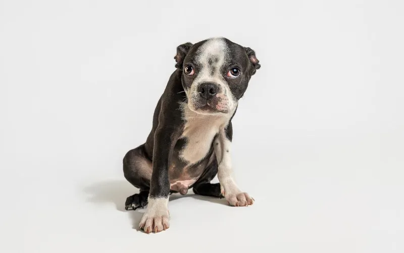 A young small-sized male Black Boston Terrier dog named Quincy Magoo for adoption in Tyler, TX