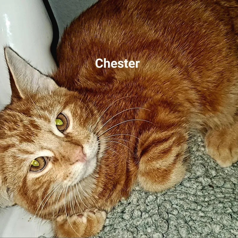 Chester thumbnail 2