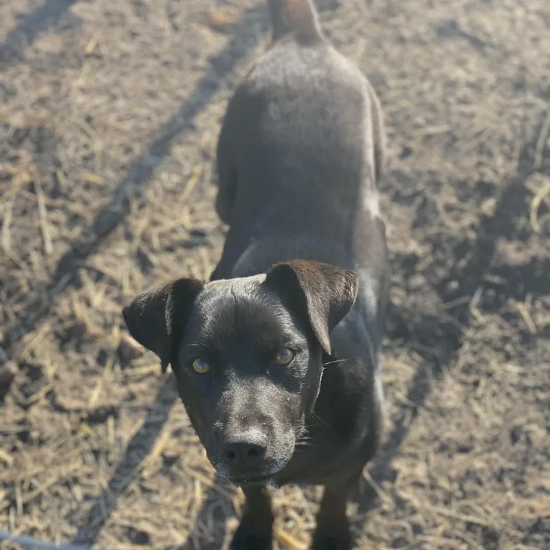 An adult medium-sized male Black Labrador Retriever dog named Gunner for adoption in Lockhart, TX