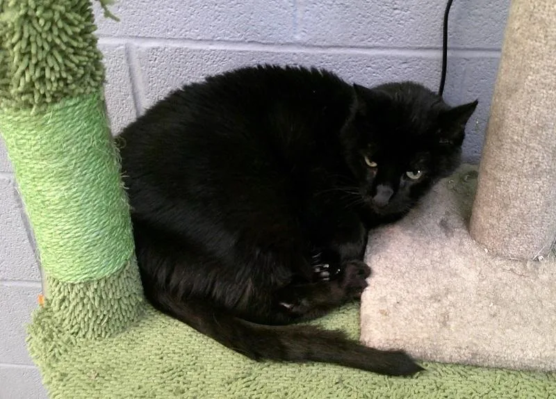 A senior medium-sized male Black Domestic Short Hair cat named Axel for adoption in Pegram, TN