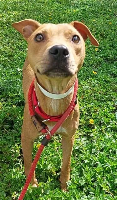 A young medium-sized female American Staffordshire Terrier dog named Red for adoption in Fort Lauderdale, FL
