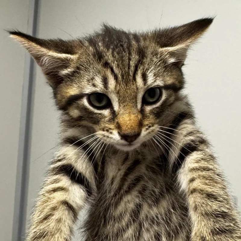 A baby small-sized male Brown / Chocolate Domestic Short Hair cat named Banana for adoption in Concord, NC