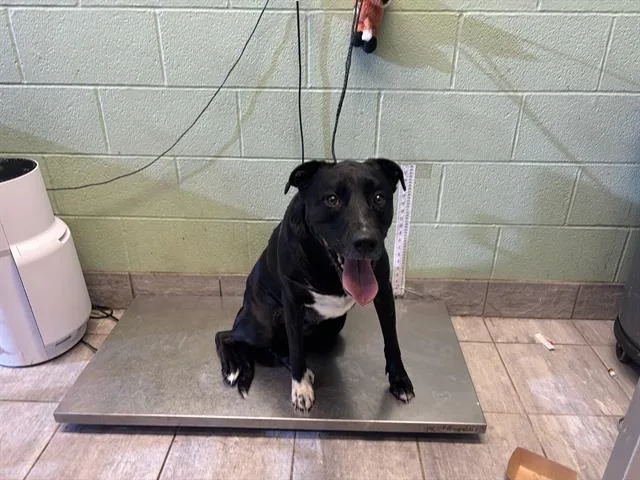 An adult large-sized female American Staffordshire Terrier dog named Sugar for adoption in Grand Prairie, TX