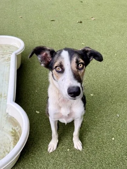 A young large-sized male Terrier dog named Bow for adoption in Picayune, MS