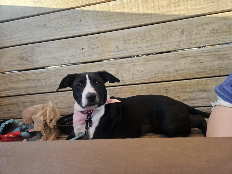 A baby medium-sized female Black Labrador Retriever dog named Pepper for adoption in Wadsworth, OH