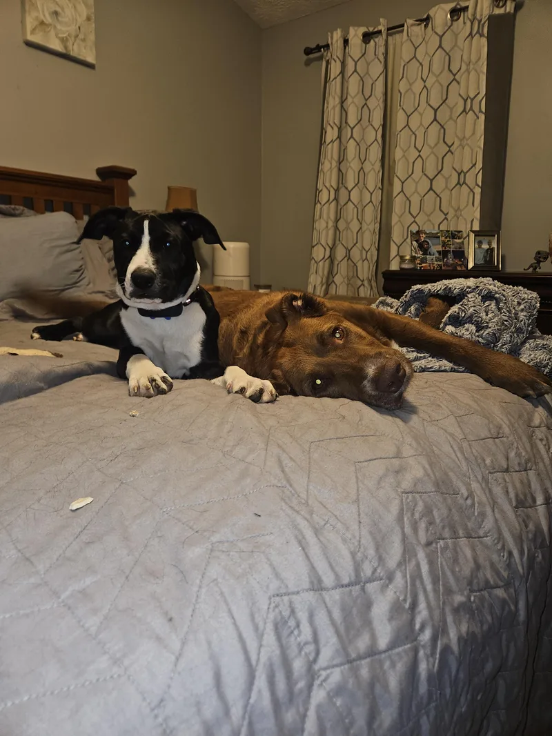 Pepper thumbnail 3