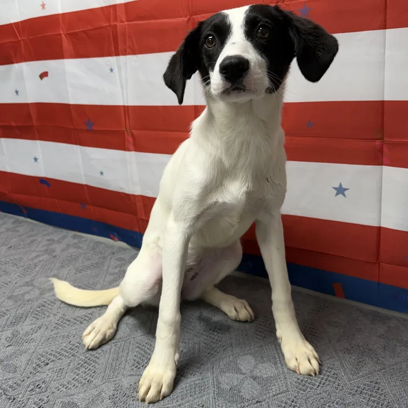 A young small-sized female Black Mixed Breed dog named Jewel for adoption in Urbana, OH