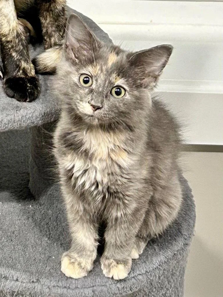A baby medium-sized female Domestic Long Hair cat named Pistachio for adoption in Cromwell, KY