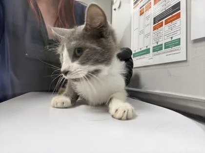 An adult medium-sized female Domestic Medium Hair cat named Gloop for adoption in Sevierville, TN