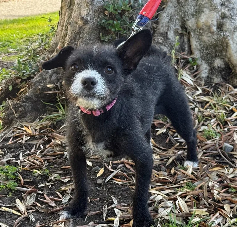 A baby small-sized female Parson Russell Terrier dog named Turnip for adoption in Palo Alto, CA