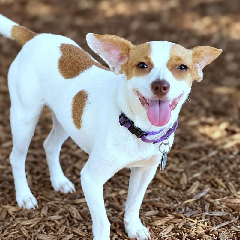 A young small-sized female Brown / Chocolate Jack Russell Terrier dog named Sidney for adoption in Boerne, TX