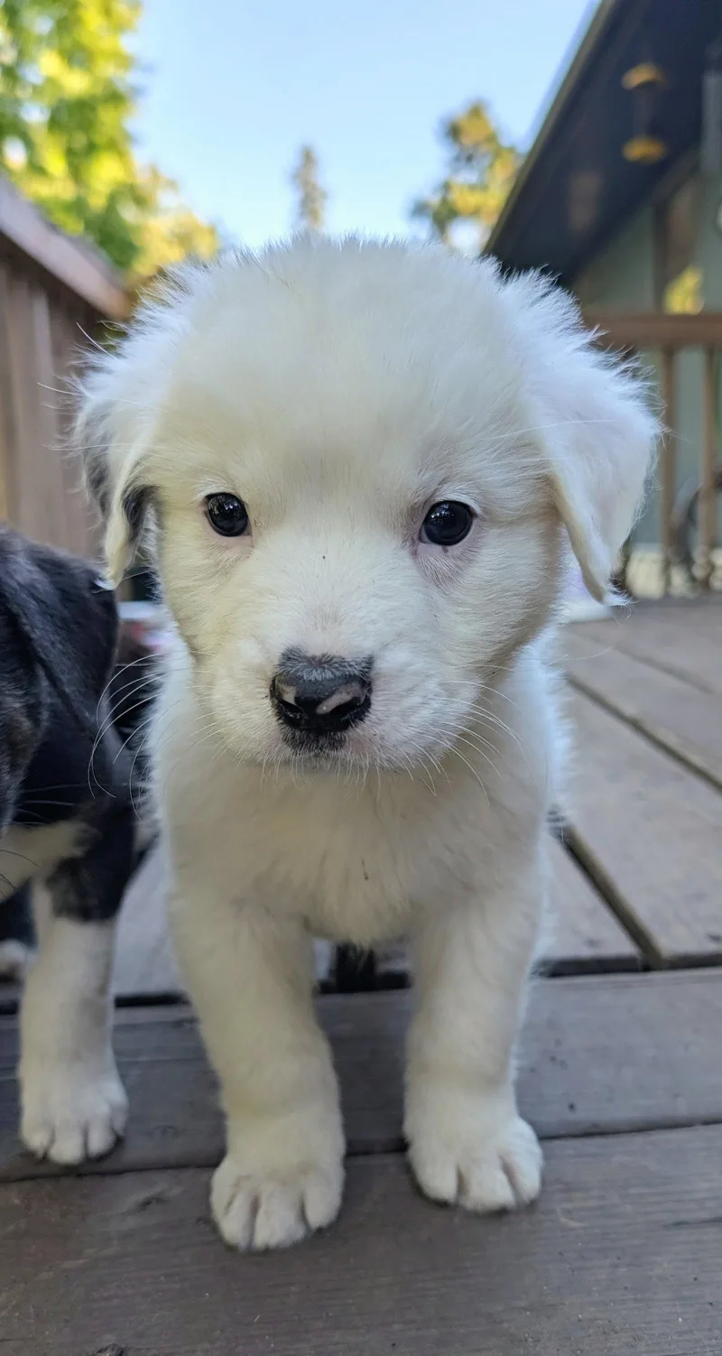 An adult large-sized male Great Pyrenees dog named Cheddar for adoption in Brooklyn Center, MN