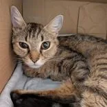 An adult medium-sized female Tabby (Brown / Chocolate) Domestic Short Hair cat named Cici for adoption in Hilliard, OH