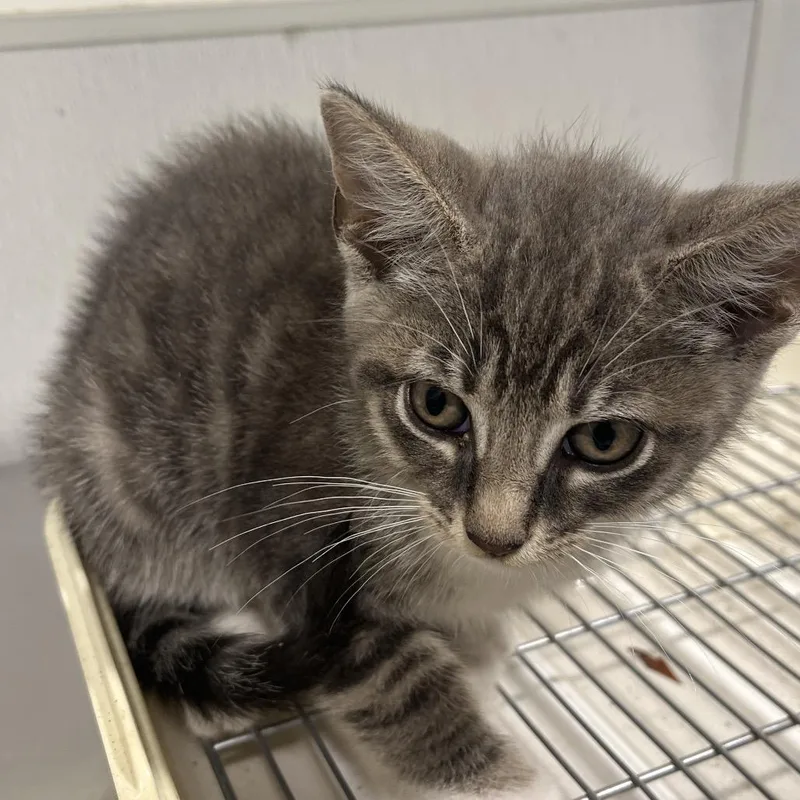 A baby small-sized male Gray / Blue / Silver Domestic Short Hair cat named Griffen for adoption in Clearwater, FL