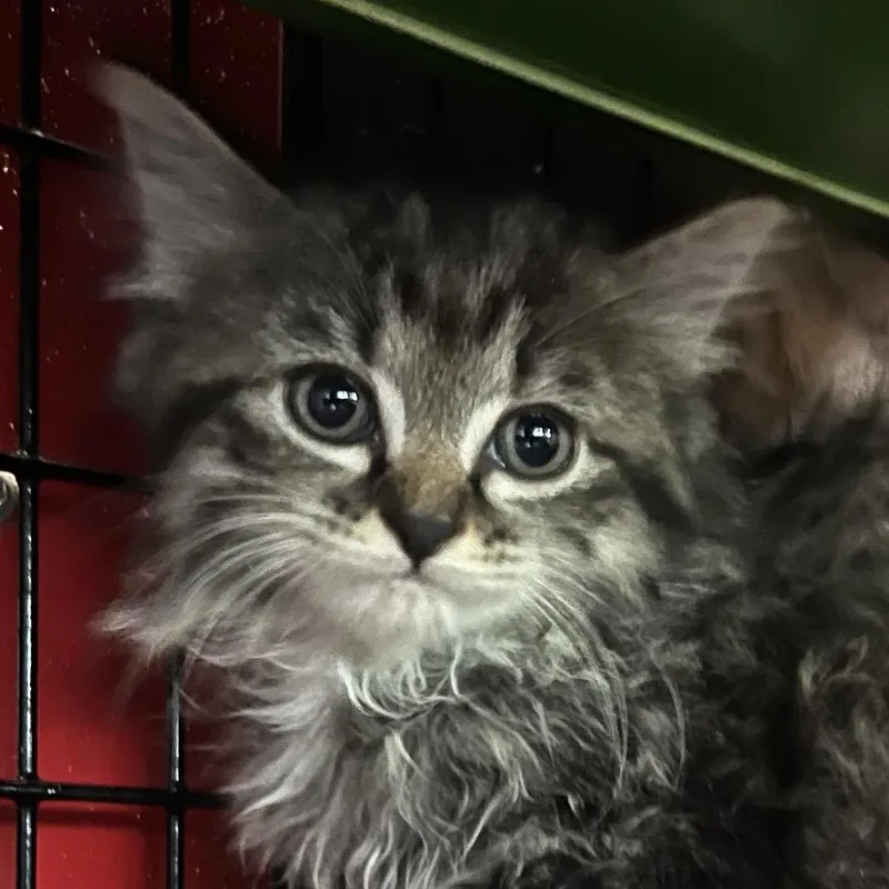 A baby small-sized female Brown / Chocolate Domestic Long Hair cat named Beauty for adoption in Ruckersville, VA