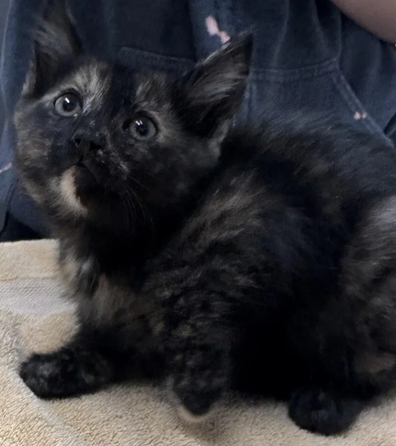 A baby small-sized female Domestic Short Hair cat named Majesty for adoption in Chico, CA