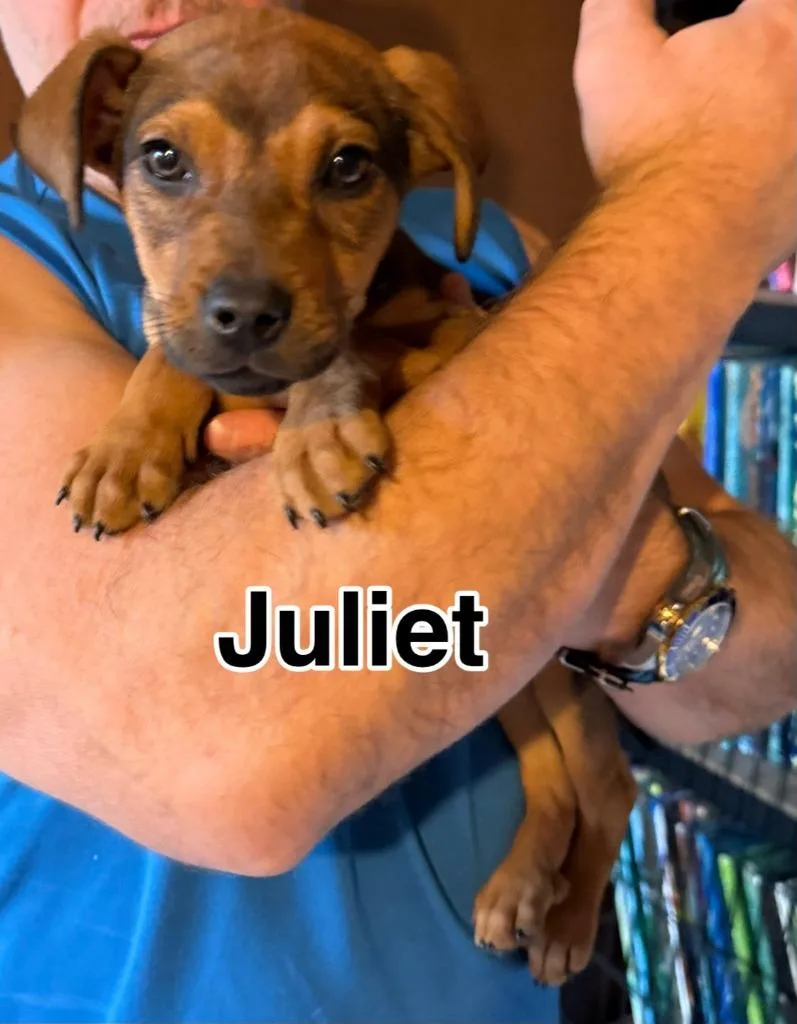 Juliet thumbnail 3