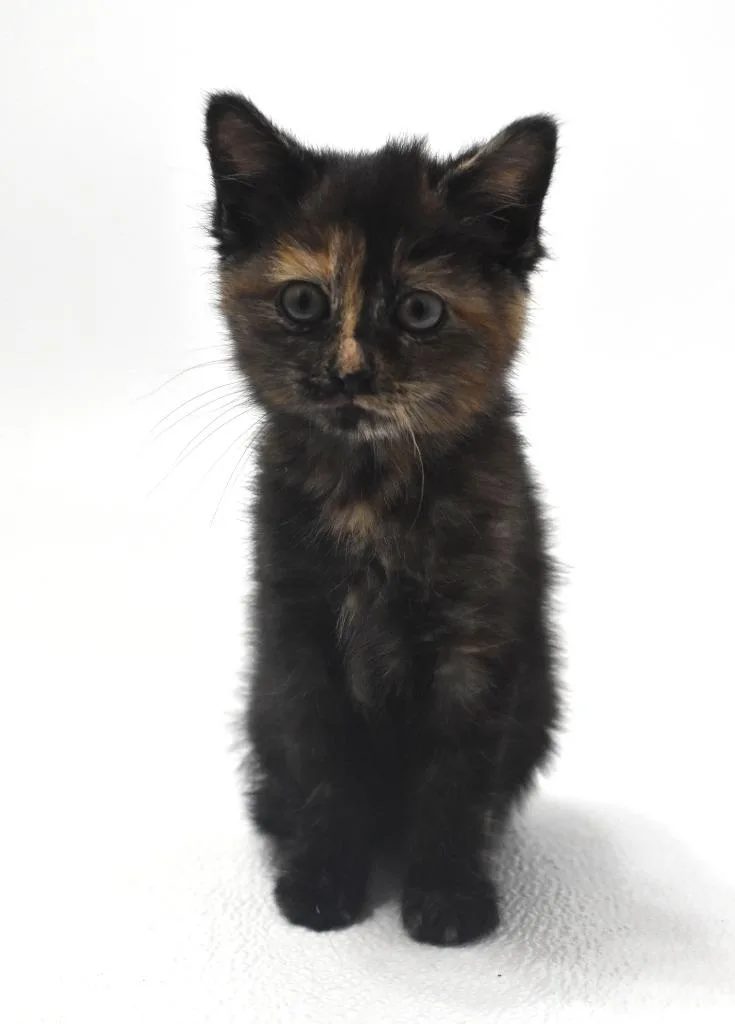An adult large-sized female Domestic Short Hair cat named Chai for adoption in Springfield, OH