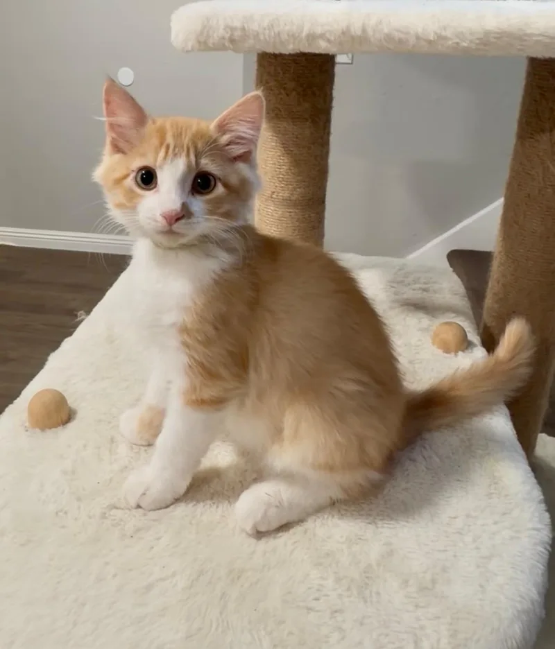 A baby medium-sized male Tabby (Orange / Red) Tabby cat named Mombo for adoption in Oakley, CA