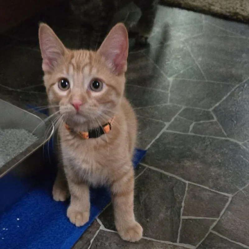 A baby small-sized male Tabby (Orange / Red) Domestic Short Hair cat named Cheeto for adoption in Stoughton, WI