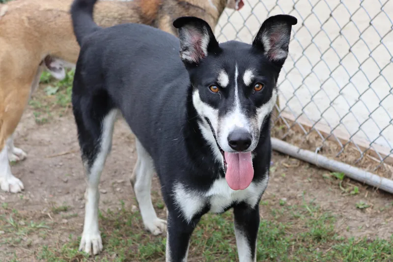 A young medium-sized female Shepherd dog named Happy for adoption in Dyer, IN