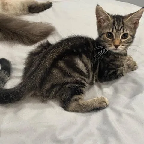 A baby small-sized female Brown / Chocolate Domestic Short Hair cat named Ollie for adoption in Los Angeles, CA