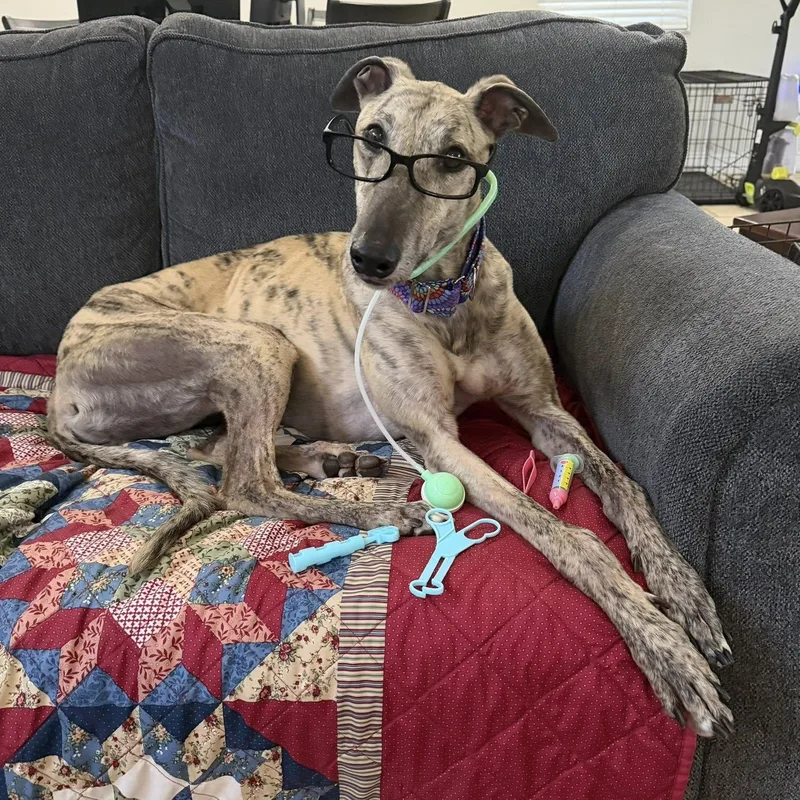 An adult large-sized male Brindle Greyhound dog named Slippy Thriller for adoption in North Port, FL