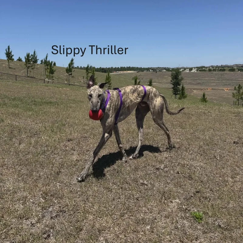 Slippy Thriller thumbnail 3