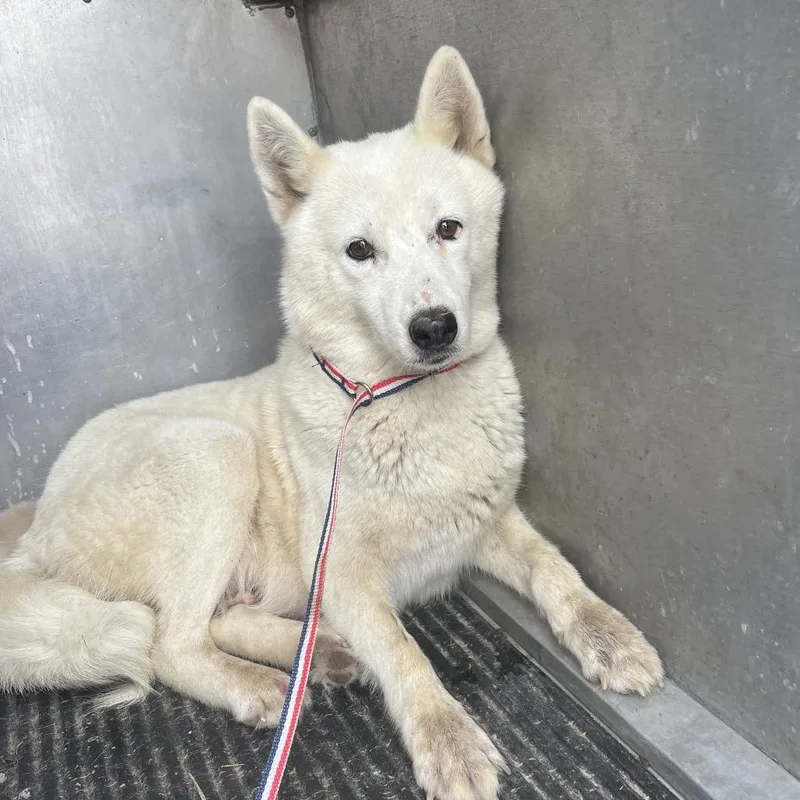 An adult medium-sized female White / Cream Spitz dog named Pup Cup for adoption in Edinburg, TX