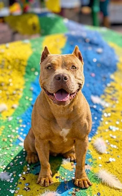 A young large-sized female Brindle Pit Bull Terrier dog named Zara for adoption in Ventura, CA
