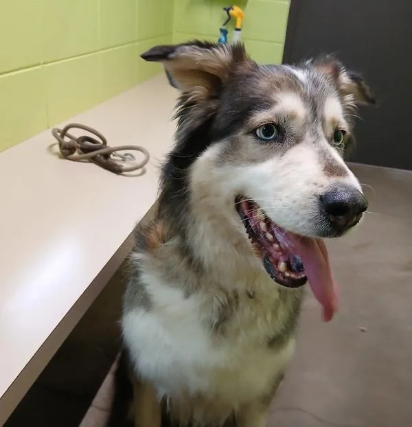 An adult medium-sized male Siberian Husky dog named Apollo for adoption in Sioux City, IA