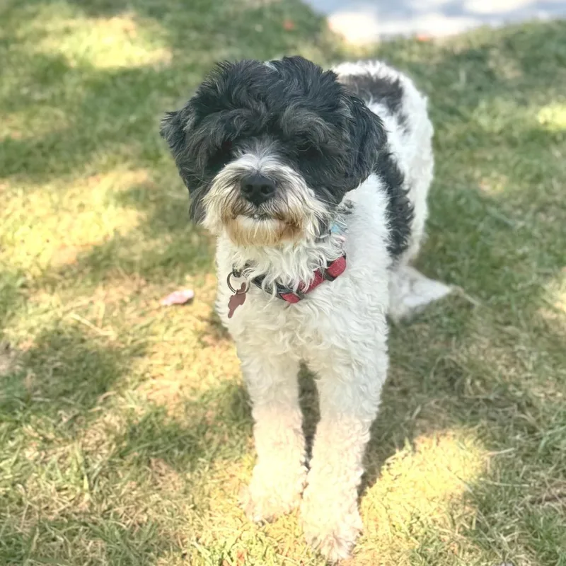 An adult small-sized male White / Cream Shih Tzu dog named Messi Chino Hills for adoption in Chino Hills, CA
