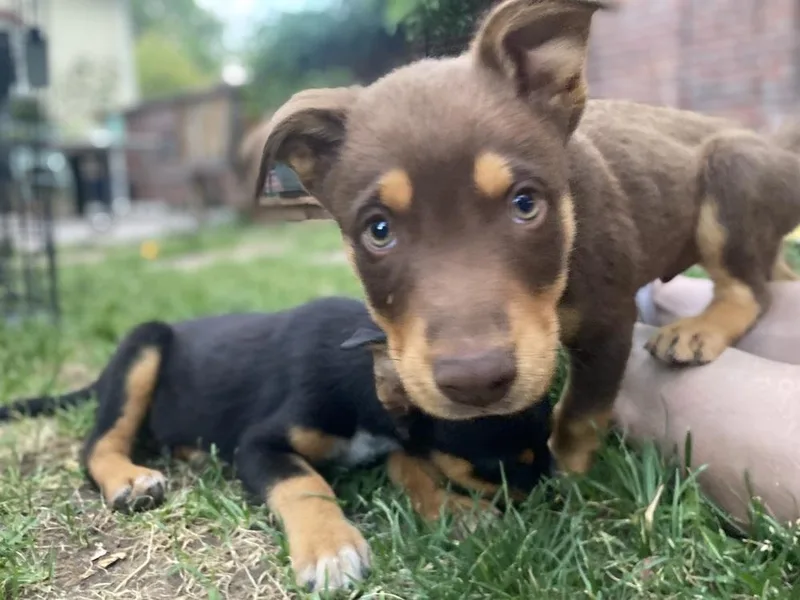 Logan