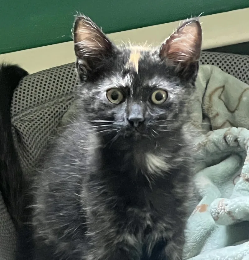 A baby medium-sized female Tortoiseshell Domestic Short Hair cat named Tartan for adoption in Breinigsville, PA